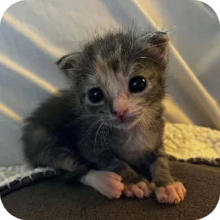 Sticker Мягкие всратыши @meowkyit 3 - 5