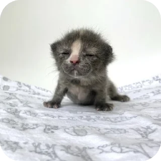 Sticker Мягкие всратыши @meowkyit 3 - 9