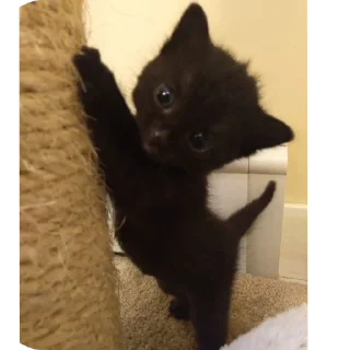 Sticker Мягкие всратыши @meowkyit 3 - 1