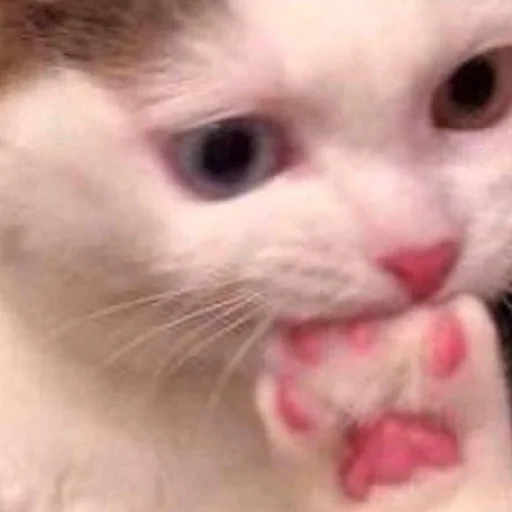 Стикер Myau335 - 1