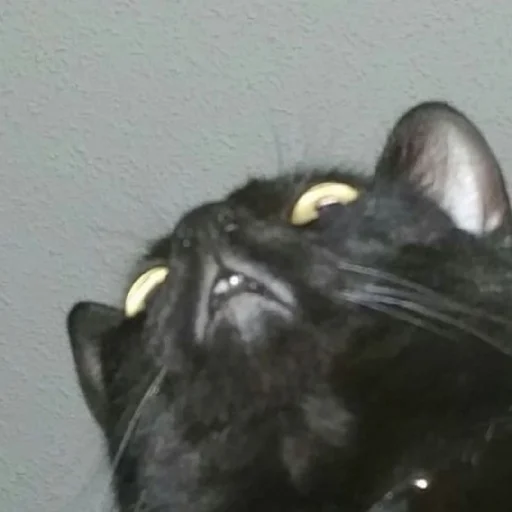 Стикер Myau335 - 1