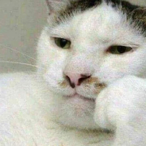 Стикер Myau335 - 1