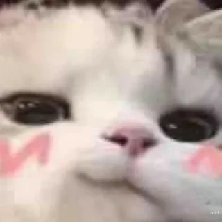 Sticker Мяу:3 - 2