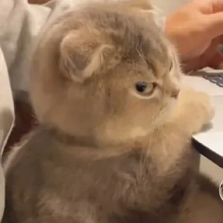 Sticker Мяу:3 - 7