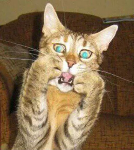 кошка животное млекопитающее