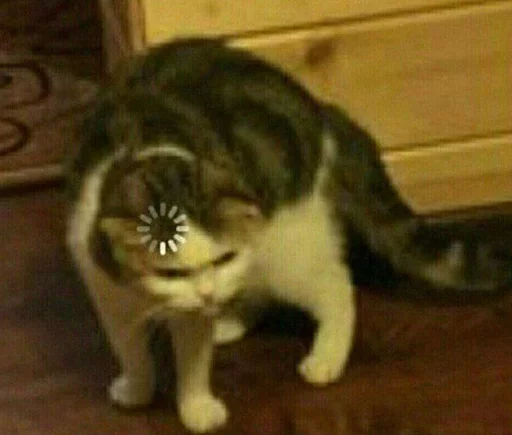 animal indoor mammal