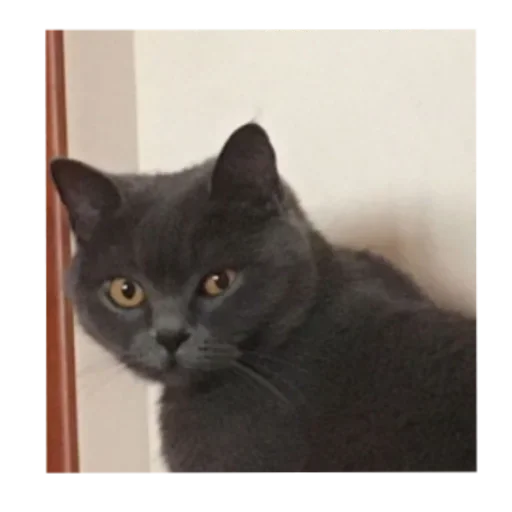 Стикер Муд by @fStikBot - 11