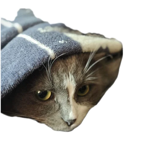 Sticker Myfunnykat - 1