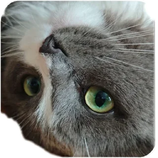 Стикер Merlin the CAT - 9