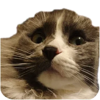 Стикер Merlin the CAT - 2