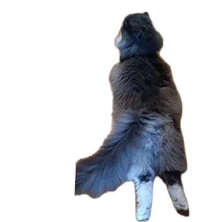 Стикер Merlin the CAT - 11