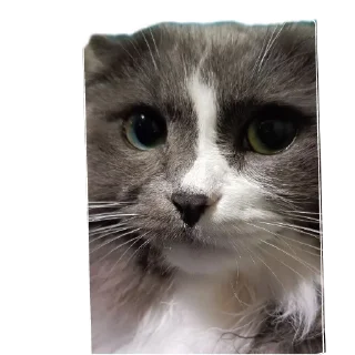 Стикер Merlin the CAT - 3