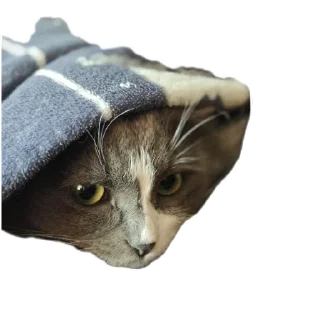 Стикер Merlin the CAT - 5