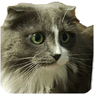 Стикер Merlin the CAT - 0