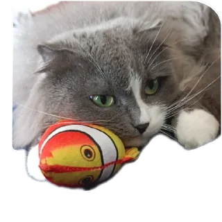 Стикер Merlin the CAT - 7