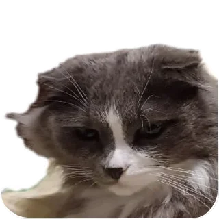 Стикер Merlin the CAT - 8