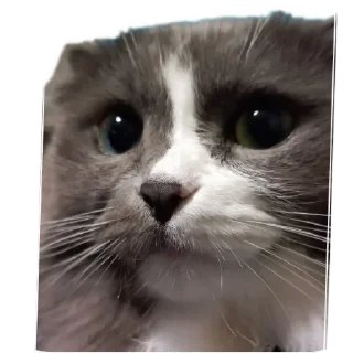 Стикер Merlin the CAT - 6