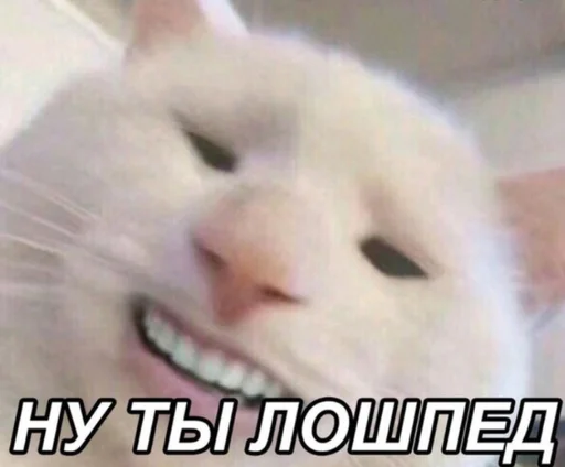 млекопитающее животное СМС