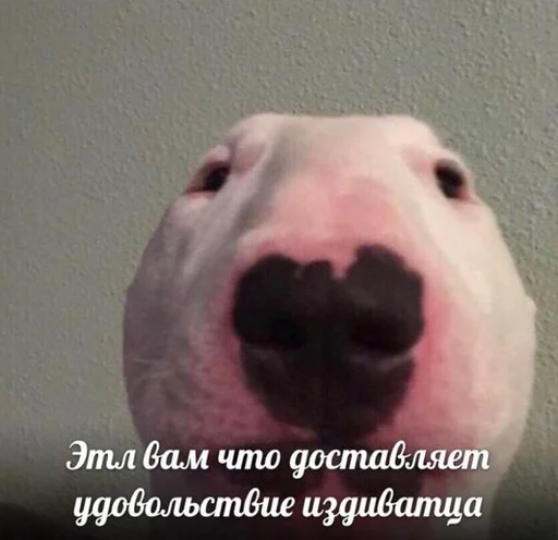 животное собака млекопитающее