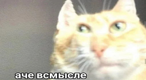 животное млекопитающее кошка