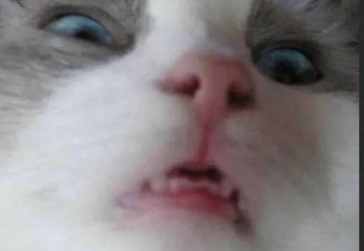 млекопитающее животное кошка