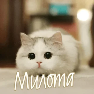 Sticker Kotei54 - 10