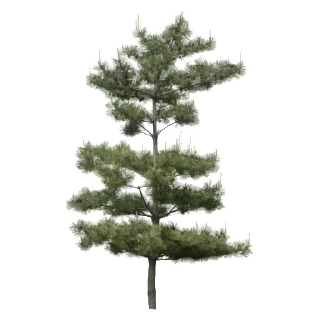 Стикер Сосна - 0