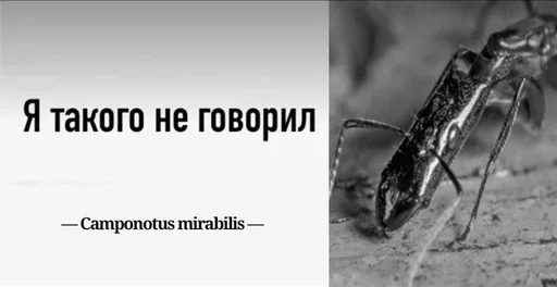 Стикер Myraveifilosof - 1