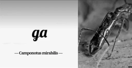 Sticker Myraveifilosof - 1