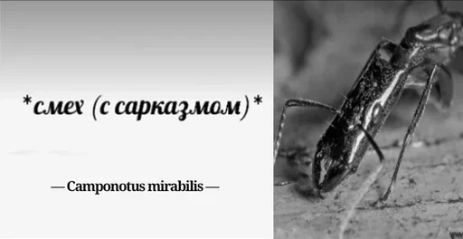 Стикер Myraveifilosof - 1