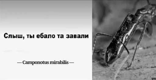 Стикер Myraveifilosof - 1