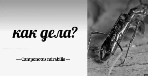 Стикер Myraveifilosof - 1