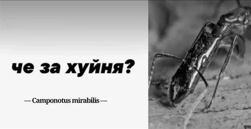 Стикер Myraveifilosof - 1