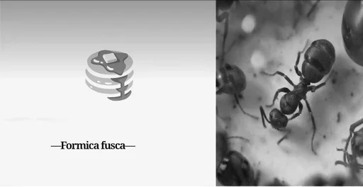 Sticker Myraveifilosof - 1