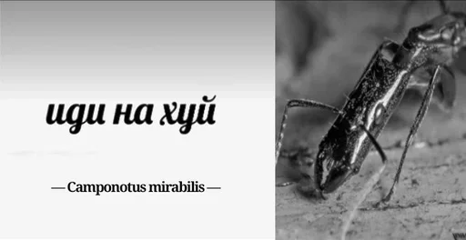 Стикер Myraveifilosof - 1