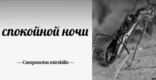 Стикер Myraveifilosof - 1