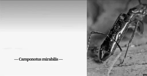 Муравей-философ от @BlackKowka - 