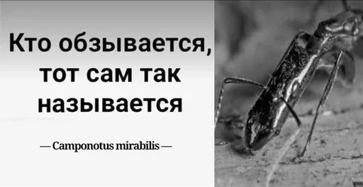 Sticker Myraveifilosof - 1