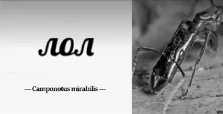 Sticker Муравей-философ от @BlackKowka - 2