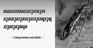 Sticker Муравей-философ от @BlackKowka - 8