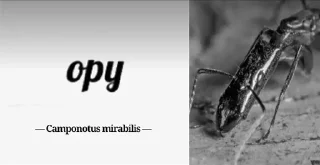 Sticker Муравей-философ от @BlackKowka - 7