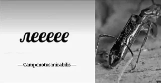 Sticker Муравей-философ от @BlackKowka - 9