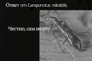 Sticker Муравей-философ от @BlackKowka - 6