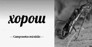 Sticker Муравей-философ от @BlackKowka - 5