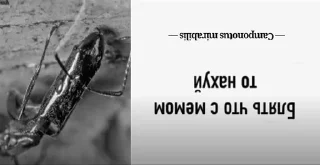 Sticker Муравей-философ от @BlackKowka - 3