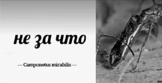 Sticker Муравей-философ от @BlackKowka - 1