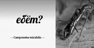 Sticker Муравей-философ от @BlackKowka - 4