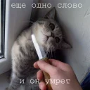 Sticker Мурлыки - 5