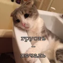 Sticker Мурлыки - 8