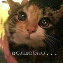 Sticker Мурлыки - 7